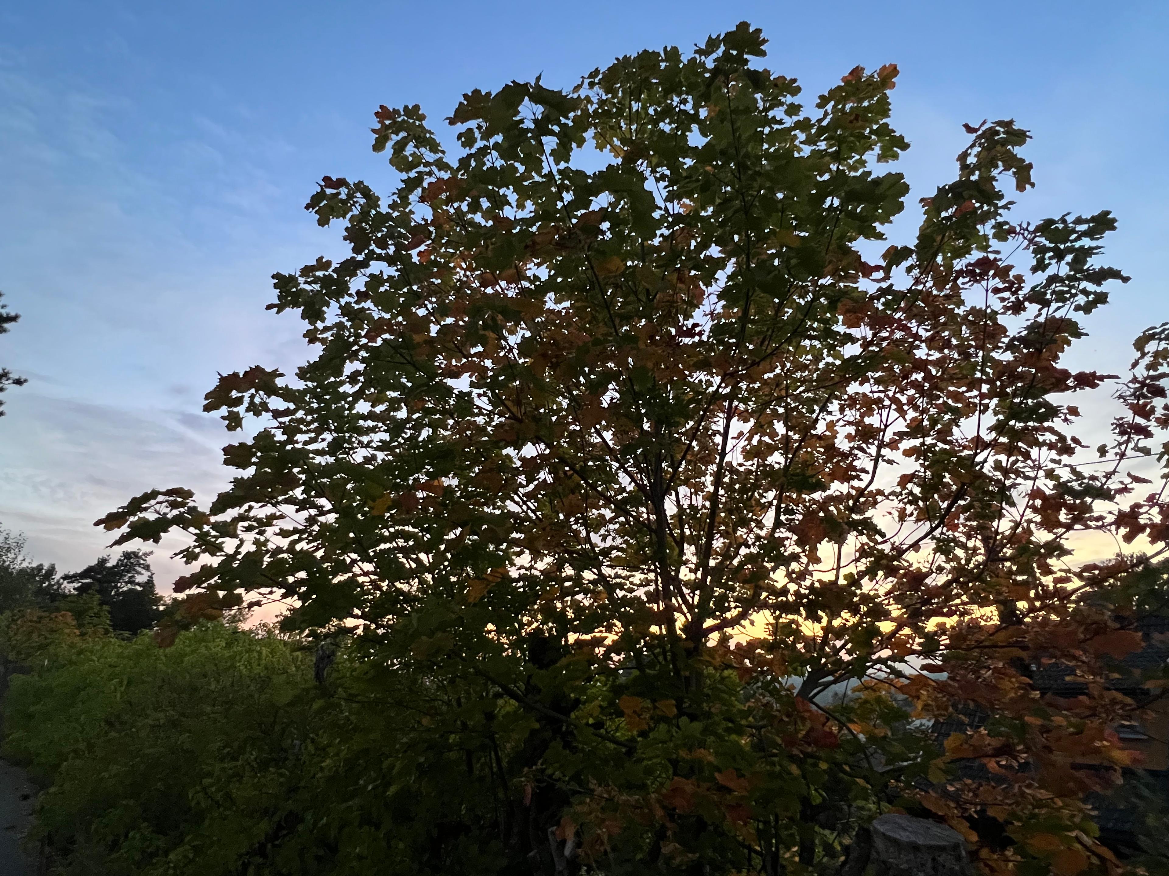 Høst